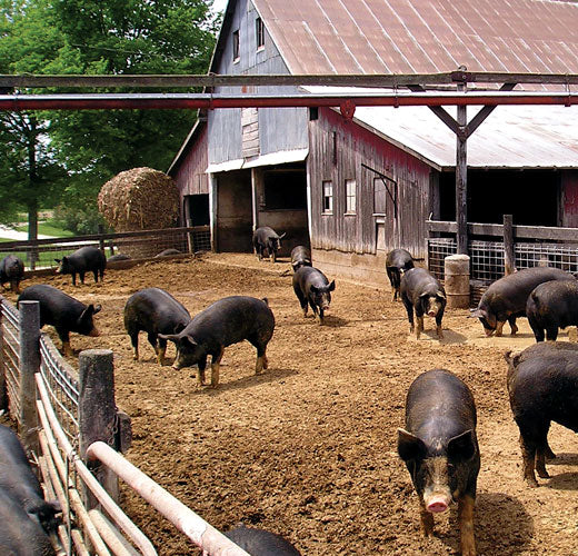 BERKSHIRE PORK AND THE KUROBUTA DIFFERENCE