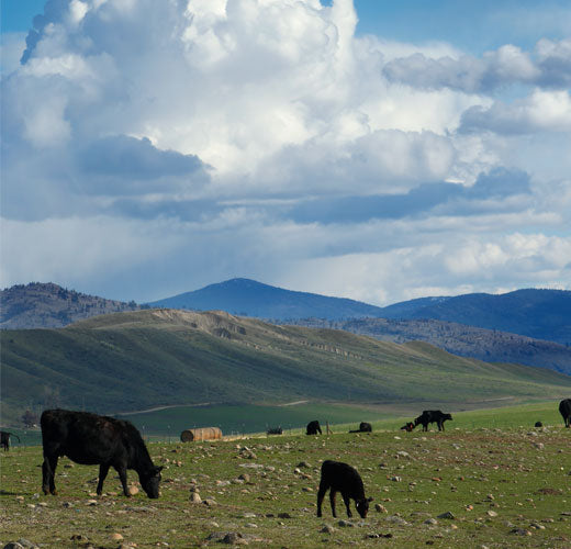 The Herd