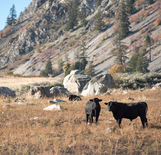 Find the Silver Lining - Introducing SRF Silver Label™ American Wagyu Beef