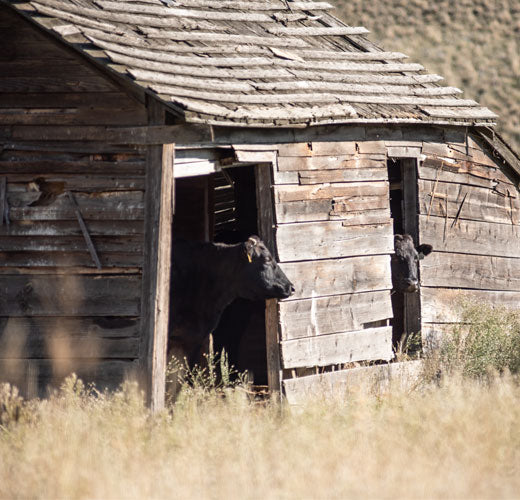 A Matter of Respect - The Focus on Animal Well-Being at Snake River Farms