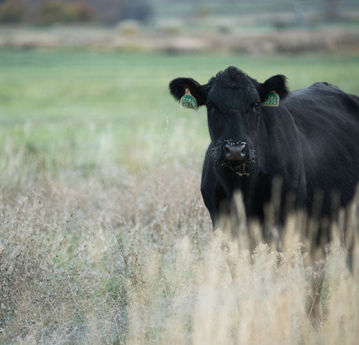Healthy Fat and American Wagyu Beef: Too Good to Be True?